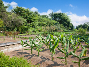 薬草園風景