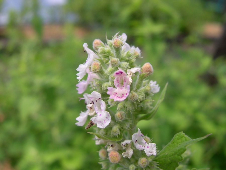 薬草園歳時記 4 21年6月 5月31日の誕生花 イヌハッカ カラー ルピナス 藤 大学案内 静岡県公立大学法人 静岡県立大学