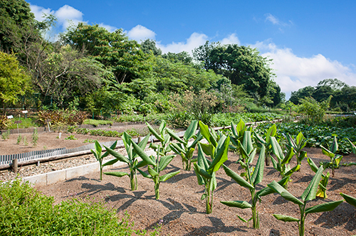 薬草園風景