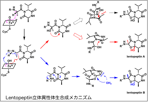 Lentopeptin 立体異性体生合成メカニズム