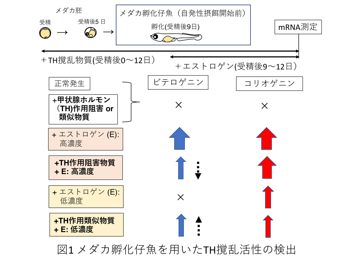 図１メダカ孵化仔魚を用いたTH撹乱活性の検出