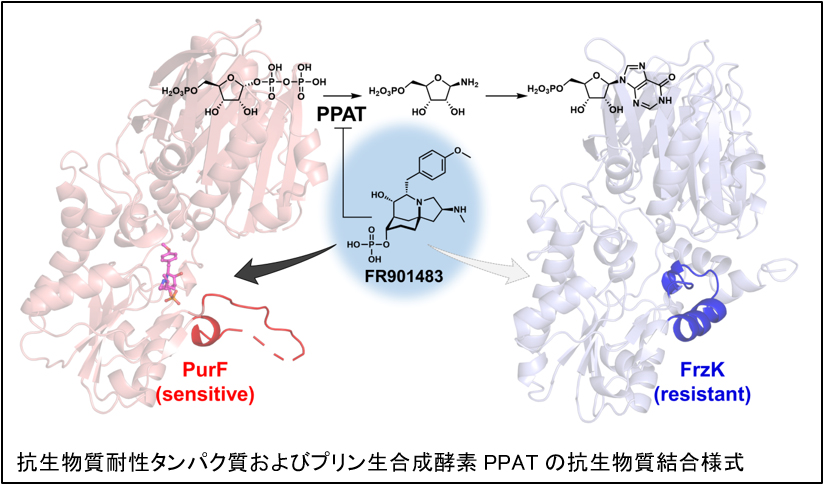 抗生物質耐性タンパク質およびプリン生合成酵素PPATの抗生物質結合様式