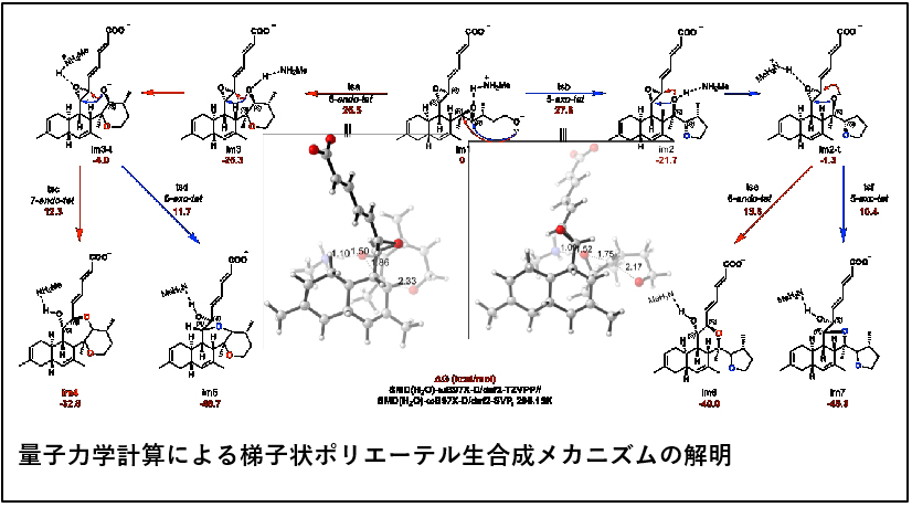 図:量子力学計算による梯子状ポリエーテル生合成メカニズムの解明
