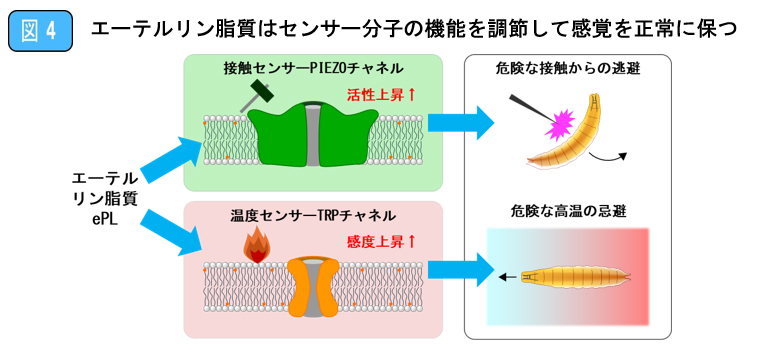 図4 エーテルリン脂質はセンサー分子の機能を調節して感覚を正常に保つ