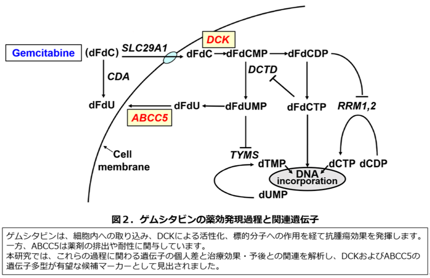 図2　ゲムシタビンの薬効発現過程と関連遺伝子