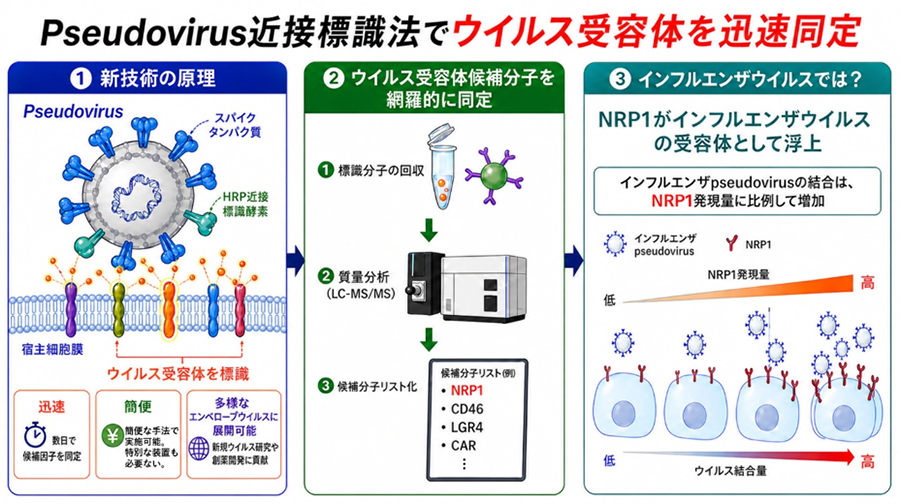 ウイルス受容体」の迅速解析法を開発（共同プレスリリース