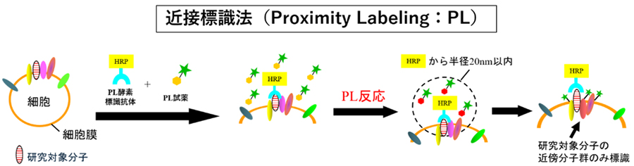 近接標識法（Proximity Labeling：PL）