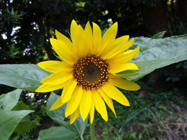 薬草園に咲くひまわり