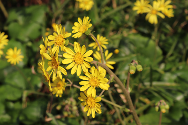 ツワブキの花